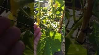 melon planting #roofgardening #farming #urbangardening #hobbyfarming #hobbygardening