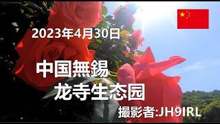 20230430　中国無錫の龙寺生态园では、バラの花が綺麗に咲いています