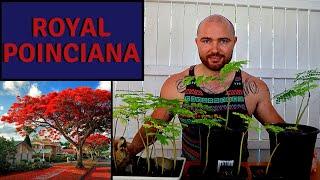 Growing Royal Poinciana From Seed Part 3 | And a Bench Tour of my Bonsai