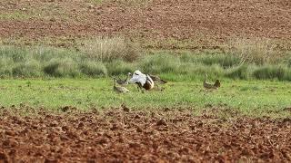 Great bustard, Otis tarda