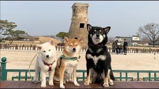 강아지 세마리와 수학여행을 간다면?! [시바로그 in 경주]