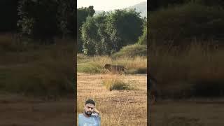 Lion dropped by shoot #hunting #lionsofafrica #wildlife #animals #dog #wta  #lion #shorts