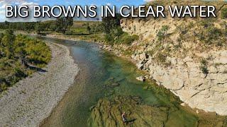 Big Brown Trout Eating Hoppers & Beetles in Clear Water