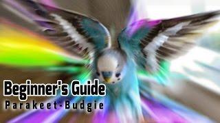 How to take Care of a Parakeet | Budgie [Beginner's Guide to Pet Birds]