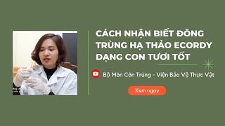 Cách nhận biết đông trùng hạ thảo dạng con tươi tốt|Đông trùng hạ thảo Ecordy viện Bảo vệ thực vật