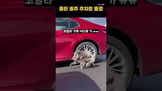 흔한 호주 주차장  풍경