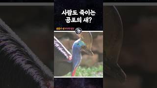 사람을 해치는 공포의 새? #shorts