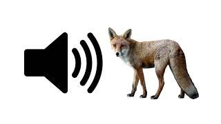 Fox - Sound Effect | ProSounds