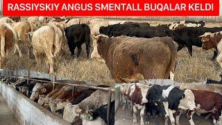 RASSIYSKIY SMENTALL ANGUS VA OQBOSH BUQALAR KELDI. ARZON NARXLARDA