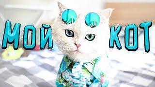 Обзор на Кота 