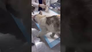 Gata Pede Ajuda Para Seu Filhote em Clínica Veterinária!!!