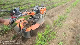 power weeder bed in ginger farm|new power weeder २०२२#viralvideo