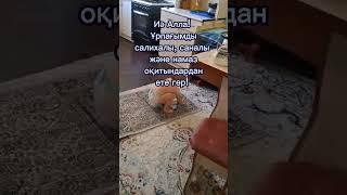 Алла кемшіліктен пәк! #ислам #дін #казакша #иман #дұға #уағыз #бала