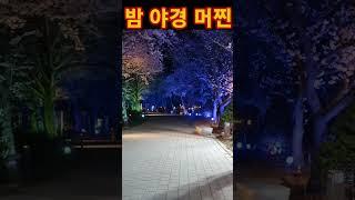 면천 골정지 야경이 멋진 벚꽃길#shorts#힐링#벚꽃축제#심야데이트#벚꽃엔딩#불빛축제#4월여행지#무료차박#시골살이#