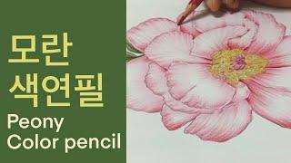 How to color peonies with colored pencils