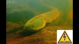 Electric eels hunting in packs by night // Anguilles électriques //Surinam