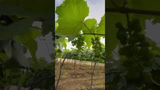 Journey to Grape garden in village.