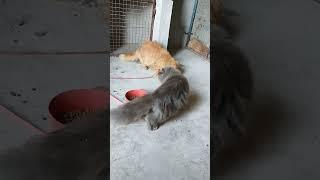 Grey Doll Face Persian cat. #persian #cat #setup #shorts #video #like #viral #india