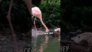 Is This Flamingo Feeding Blood To Its Baby? Unveiling the Surprising Truth! #facts #animalshorts