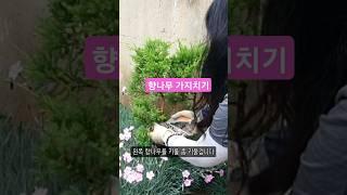 정원 한쪽 향나무심고 가지치기후 삽목도 good  #더더힐링정원