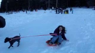 FUNNY DOG SLEDDING ACCIDENT