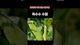 알아두면 약이 되는 여름식품 옥수수 수염 #내몸건강