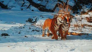 The rarest big cats and other gorgeous wild mammals of Russia.