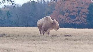 Blonde Buffalo by Lily of the Outdoor Smiths