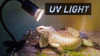 Apne Iguana Ki Uv Light Lag Gayi||green iguana||#minivlog #vairalvideo #iguana