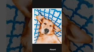 Pov: You have a dog #drunkelephant #preppy #subscribe
