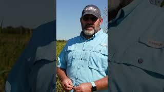 Cover Crops - Vital Forage for Regenerative Grazing - RTR Episode 7 - Teaser