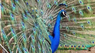 The wonderful dance of the peacock