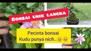 BONSAI UNIK LANGKA (BONSAI AKANTUS BUNGA INDAH CANTIK)