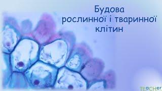 Будова рослинної і тваринної клітин