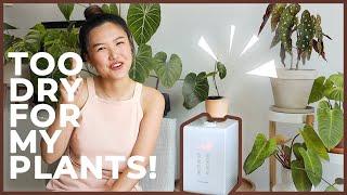 Rare Houseplant Care | Low Humidity & Summer Heat | My Favorite Humidifier from Elechomes!