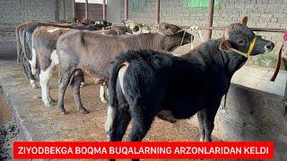 BOQMA BUQALARNING ARZONLARI KELDI.