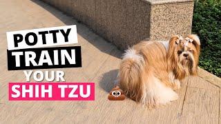 How to Potty Train your Shih Tzu Puppy? (THE RIGHT WAY)