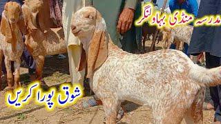 Madrasa mandi Bahawalnagar|Shoq pura krain|Makhi cheene qurbani wale or breeder bache 03008309926