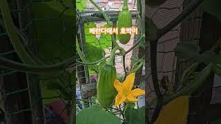 #베란다정원 #호박이 주렁주렁