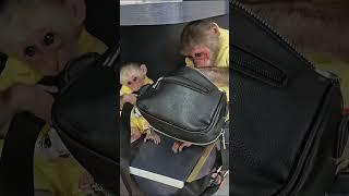 So funny! Kuku searched Mom's bag