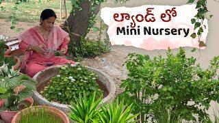 మన ల్యాండ్ లో మళ్ళీ ఏమ్ పెట్టానో చూడండి #youtube #farmland #farming #farmlife #farmer