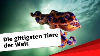 Top-10: Die giftigsten Tiere der Welt