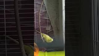 Budgies