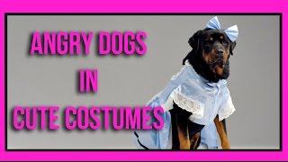 Angry Dogs in Cute Costumes - Angry Pets in Outfits