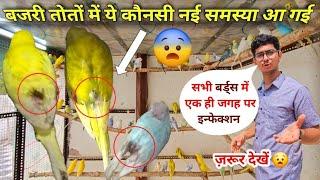 Sabhi Budgies Parrot Me Ye Infaction Kaisa? || सभी बजरी तोतों में यह कौन सी नई बीमारी है? 