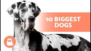 Top 10 LARGEST DOG BREEDS in the World 