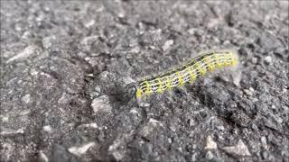 Moonspot Caterpillar  | Phalera bucephala | Pure Nature