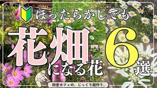 【春ガーデニング 初心者】今のうち覚えておきたい。年々増える！ノーメンテ・コスパ最強こぼれ種の花６種