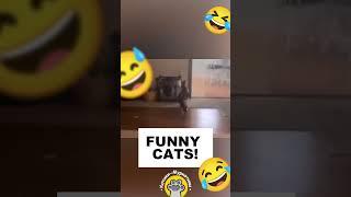  Funny CATS !!!    #animals #cats #funnycats #pets #funnypetvideos