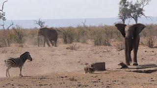 Warthog refuses to give up waterhole to Elephant